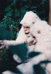 「世にも奇妙な物語」ゴリラ オスメス全身